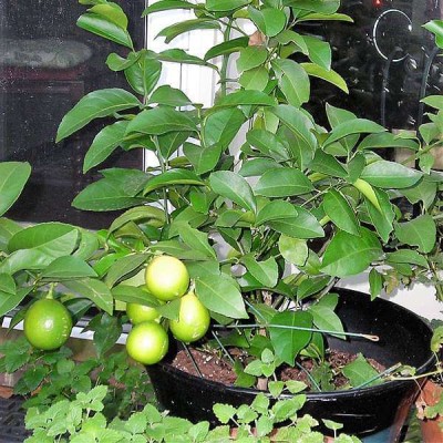 FUEGOASIS Lemon Plant(Hybrid, Pack of 1)