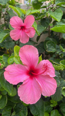 BREEZY BLOOMS Hibiscus Plant(Hybrid, Pack of 1)