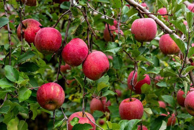 BEWPOLENA Apple Plant(Hybrid, Pack of 1)