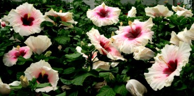 My Dream Nursery Hibiscus Plant(Hybrid, Pack of 1)