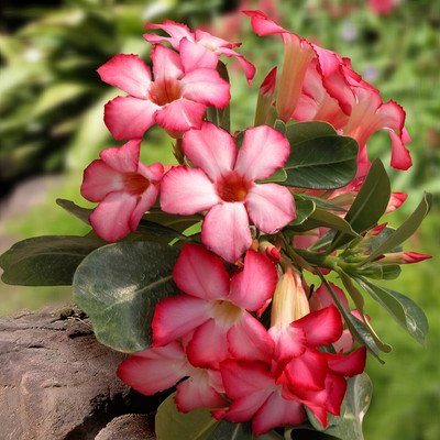 Platone Adenium Plant(Hybrid, Pack of 1)