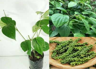 Oxygreenplant Black Pepper Plant(Hybrid, Pack of 1)