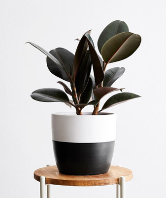 InGreen Rubber Tree(Hybrid, Pack of 1)