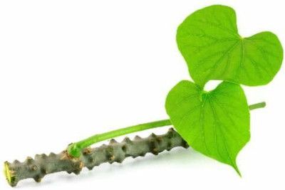 Biosnyg Giloy/Giloy plant/Neem tree Guruch fresh stems 10 Seeds Seed(10 per packet)