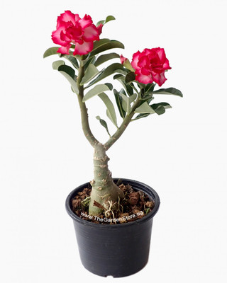 MondallNursery Adenium Plant(Hybrid, Pack of 1)