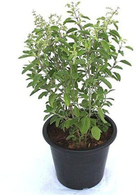 Aywal Krishna Tulsi Seed(50 per packet)