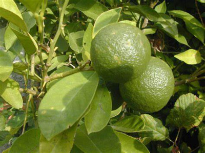 EliteGreen Sweet Lemon Plant(Hybrid, Pack of 1)