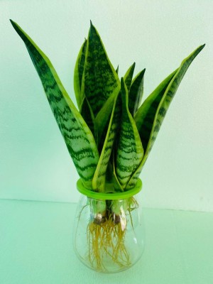 Flora Solutions Sansevieria Plant(Hybrid, Pack of 1)