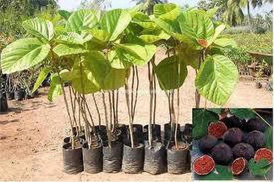 Cloud Farm Gular/Cluster Fig Plant(Hybrid, Pack of 1)