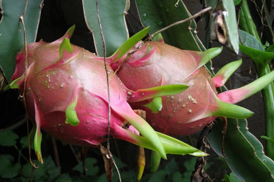 Aywal HIGH Quallity F1 hybrid Dragon fruit Seed(90 per packet)