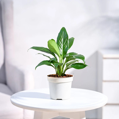 UGAOO Peace Lily Plant(Pack of 1)