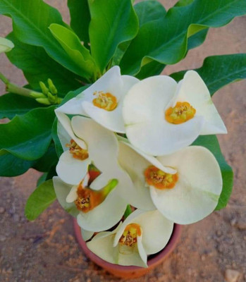 ONLINE PLANT BAZAR Euphorbia Plant(Hybrid, Pack of 1)