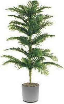 Oxygreenplant Christmas Tree Plant(Hybrid, Pack of 1)