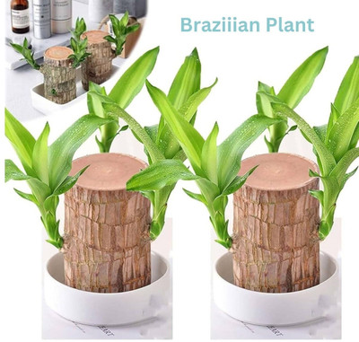 Cloud Farm Mini Brazalian wood(Hybrid, Pack of 2)