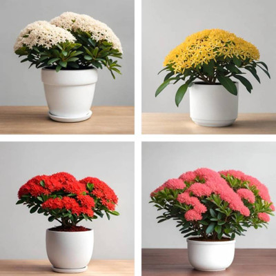 Cloud Farm Trothic Ixora/Chethi Plant(Hybrid, Pack of 4)