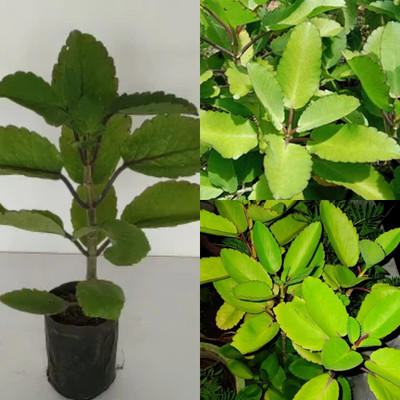 Cloud Farm Bryophyllum Pinnatum/Patharchatta Plant(Hybrid, Pack of 1)