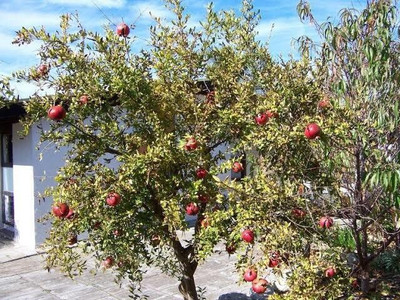 PETALFLEUR Pomegranate Plant(Hybrid, Pack of 1)