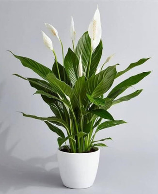 HIRA GREEN WORLD Lily Plant(Pack of 1)