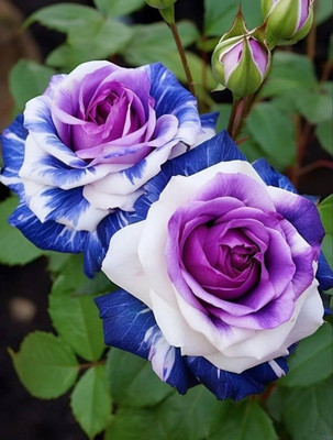 UNIQUETREE Rose Plant(Hybrid, Pack of 1)