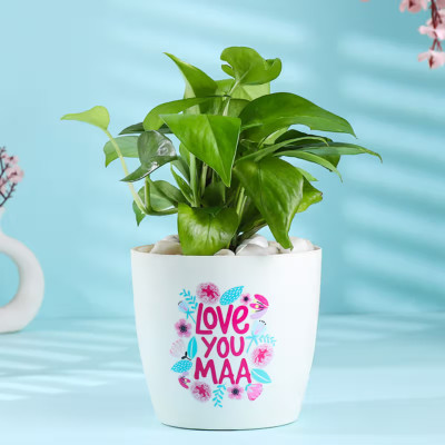 Floweraura Money Plant(Pack of 1)