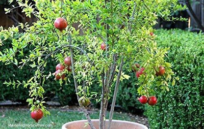 Cloud Farm Pomegranate Plant(Hybrid, Pack of 1)