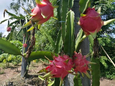 Kanikanursery Dragon Tree(Hybrid, Pack of 1)