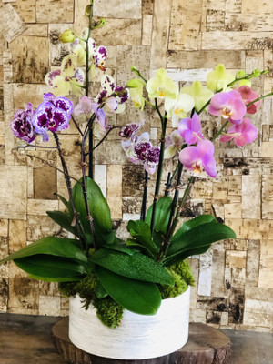 SBGARDEN Lily Plant(Hybrid, Pack of 1)