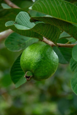 BEWPOLENA Guava Plant(Hybrid, Pack of 1)