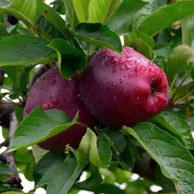 Samarthgreens Apple Plant(Hybrid, Pack of 1)