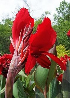 MAITRA AND SONS Canna Lily Plant(Hybrid, Pack of 1)