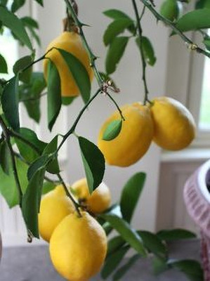 MAITRA AND SONS Lemon Plant(Hybrid, Pack of 1)