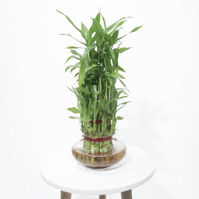 BALA PLANT CREATION Three Layer Bamboo Plant(Pack of 1)