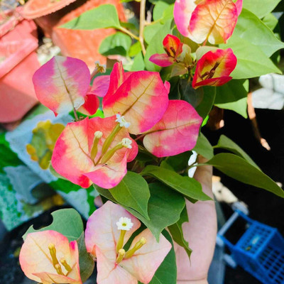 NEW DEBNATHNURSERY Bougainvillea Plant(Hybrid, Pack of 1)