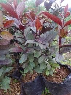 Prantik Guava Plant(Hybrid, Pack of 1)