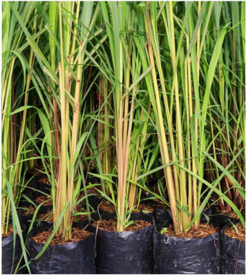 Balajis Retailers Lemon Grass Plant(Pack of 1)
