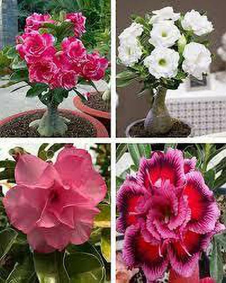 AquinnahGaden Adenium Plant(Hybrid, Pack of 4)