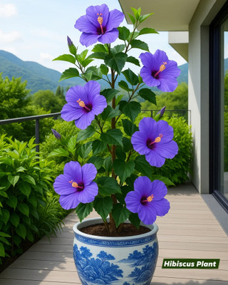 Shipra Green World Hibiscus Plant(Hybrid, Pack of 1)