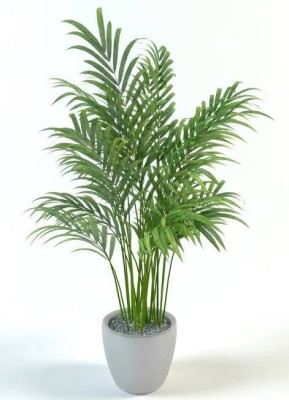 KUMUBON TRADES Areca Palm(Hybrid, Pack of 1)