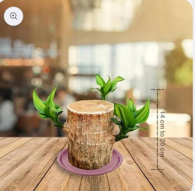 DGSTORE Mini Brazalian wood(Pack of 1)