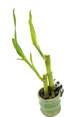 ARYAN EVERGREEN Two Layer Bamboo Plant(Hybrid, Pack of 1)