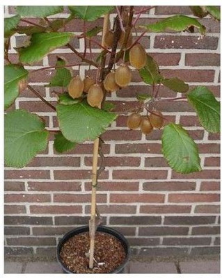 Risenshine Kiwi Plant(Hybrid, Pack of 1)