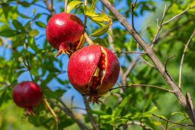 GISLENUS Pomegranate Plant(Hybrid, Pack of 1)