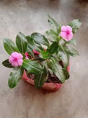 Manjunursery Sadabahar/Periwinkle Plant(Hybrid, Pack of 1)