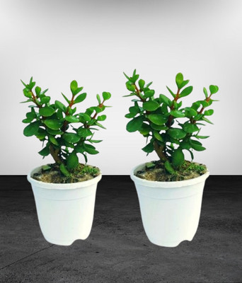 Cloud Farm Jade Plant(Hybrid, Pack of 2)