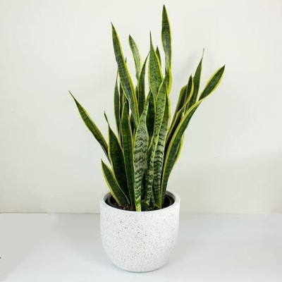 GreenyOn Snake Plant(Hybrid, Pack of 1)