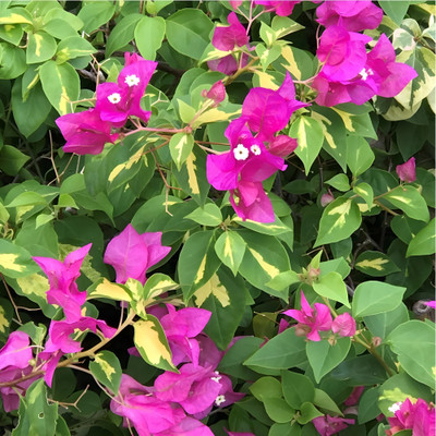 KS TRADERS Bougainvillea Plant(Hybrid, Pack of 1)