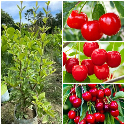 Cloud Farm Cherry Fruit Plant(Hybrid, Pack of 1)