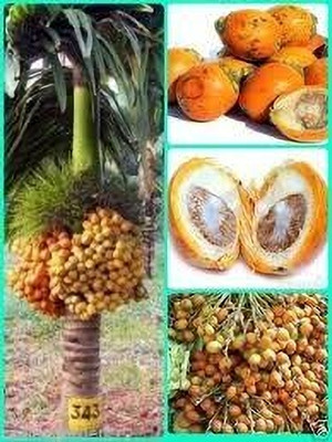 MAITRA AND SONS Betel Nut/Supari Plant(Hybrid, Pack of 1)