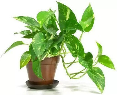 SKDIYA Money Plant(Hybrid, Pack of 1)