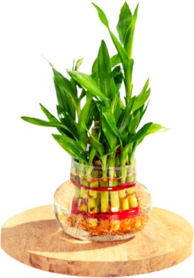 NatureEffect Two Layer Bamboo Plant(Hybrid, Pack of 1)